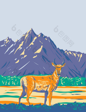 叉角羚美国羚羊大提顿国家公园怀俄明水渍险海报艺术
