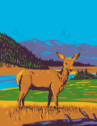 骡子鹿odocoileus血吸虫黄石公园国家公园怀俄明水渍险海报艺术