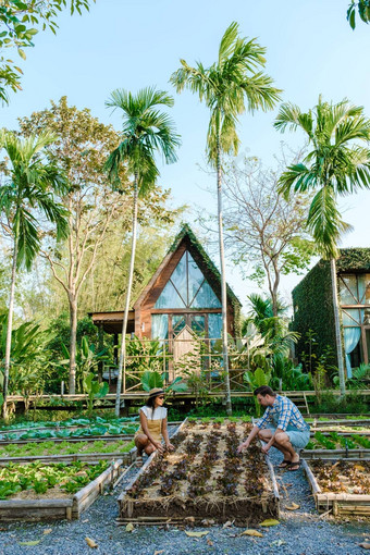 社区厨房花园提高了花园床植物蔬菜社区花园泰国