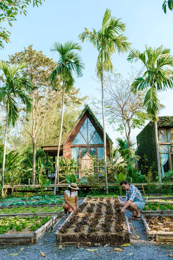 社区厨房花园提高了花园床植物蔬菜社区花园泰国