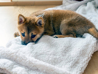 肖像可爱的芝<strong>犬</strong>儒小狗小狗狗狗币红发日本狗微笑肖像照明颜色cryptocurrency电子钱