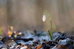 春天色彩斑斓的背景花植物美丽的自然春天时间雪花莲雪花属Nivalis