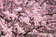春天樱桃开花开花花园春天时间粉红色的樱桃开花完整的布鲁姆