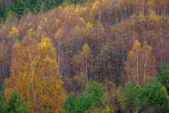 秋天树金景观黄色的森林巴尔干半岛保加利亚