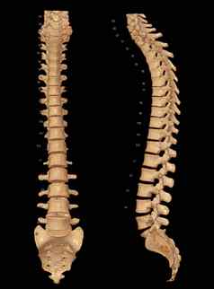 扫描脊柱呈现显示配置文件人类脊柱