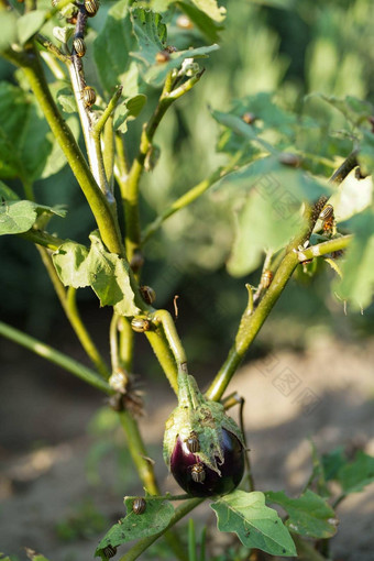 土豆科罗拉多州甲虫瘦子叶Decemlineata茄子昆虫损害叶子水果茄子