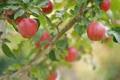 苹果准备好了收获苹果种植园苹果树果园秋天一天花园框架成熟的红色的苹果树