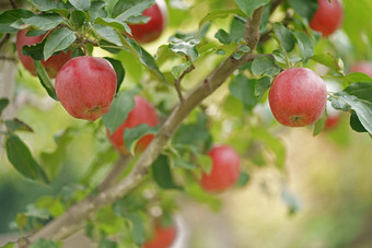 <strong>苹果</strong>准备好了收获<strong>苹果</strong>种植园<strong>苹果</strong>树果园秋天一天花园框架成熟的红色的<strong>苹果</strong>树