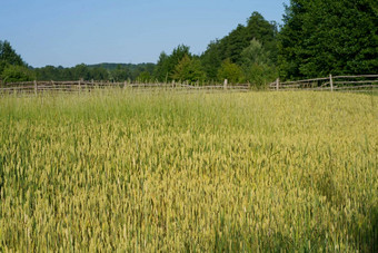 郊区村小麦场小麦耳朵特写镜头太阳不成熟的小麦场早....太阳小麦温暖的阳光阳光小麦