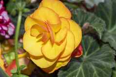 秋海棠属植物植物黄色的花