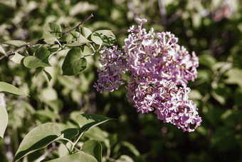 淡紫色花绿色淡紫色布什特写镜头春天音乐会淡紫色花园