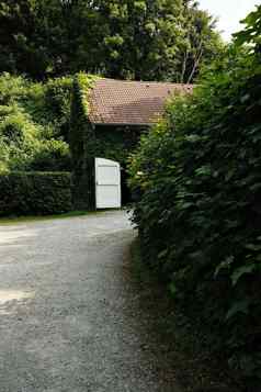 房子杂草丛生的艾薇植物叶子农村德国垂直拍摄