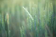 绿色小麦场关闭春天农村风景美丽的自然景观多汁的新鲜的耳朵年轻的绿色小麦农业场景摘要模糊背景