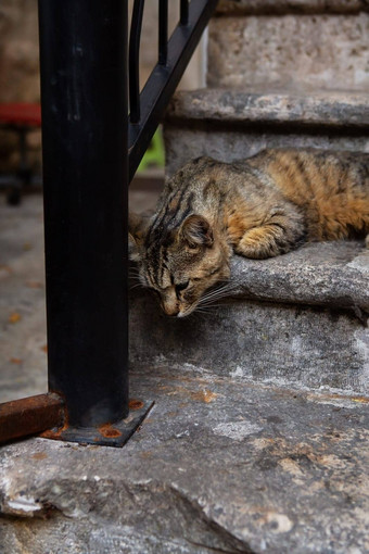 美丽的猫色彩斑斓的步骤城市伊斯坦布尔<strong>无家可归</strong>的人猫<strong>无家可归</strong>的人动物城市城市街楼梯