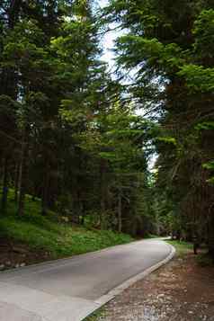 美丽的路森林密集的森林Durmitor国家公园黑山共和国