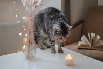 可爱的猫苏格兰直首页装饰生活细节首页舒适的首页