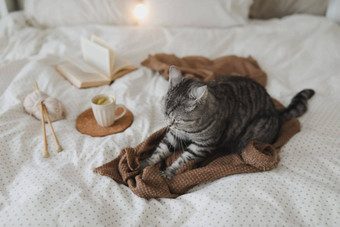 可爱的虎斑猫床上<strong>温暖</strong>的毯子舒适概念懒惰的周末舒适的<strong>首页</strong>大气