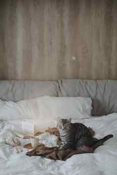 可爱的虎斑猫床上温暖的毯子舒适概念懒惰的周末舒适的首页大气