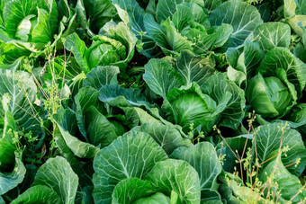 日益增长的卷心菜首页温室农业