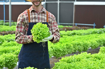 快乐农民持有绿色有机生菜站温室农业健康的有机食物概念