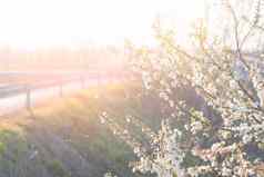 春天开花白色樱桃花朵射线光