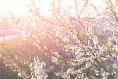 春天开花白色樱桃花朵射线光