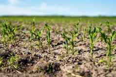 行日益增长的年轻的绿色玉米幼苗豆芽培养农业农场场农业场景玉米豆芽地球特写镜头