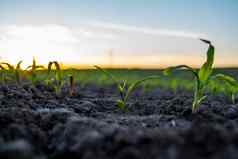 关闭绿色年轻的玉米幼苗日益增长的土壤场关闭发芽玉米农业场日落豆芽玉米