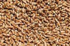 小麦谷物特写镜头视图小麦谷物背景干成熟的小麦谷物准备农业季节准备种子播种农业背景