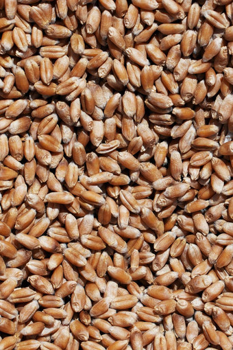 小麦谷物特写镜头视图小麦谷物背景干成熟的小麦谷物准备农业季节准备种子播种农业背景