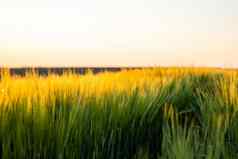 大麦场蓝色的天空成熟耳朵大麦场阳光作物场场景观