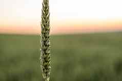 绿色小麦耳朵日益增长的农业场阳光明媚的一天农业