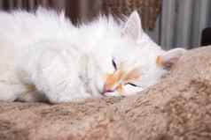 白色毛茸茸的猫蓝色的眼睛睡觉床上