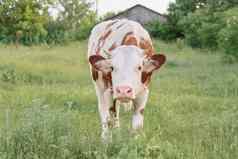 特写镜头牛放牧草地阳光明媚的夏天一天棕色（的）白色牛