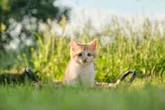 可爱的红色的毛茸茸的小猫篮子绿色阳光明媚的草