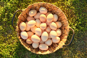 自然新鲜的有机农场鸡蛋篮子草背景视图