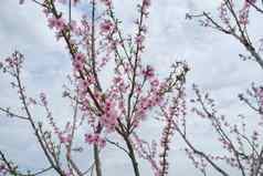 春天树分支粉红色的桃子花朵蓝色的天空背景