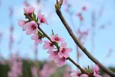 春天树分支粉红色的桃子花朵蓝色的天空背景