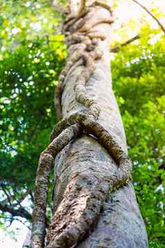 螺旋藤本植物棒树内部热带热带雨林泰国