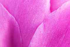 粉红色的牡丹露水滴花瓣