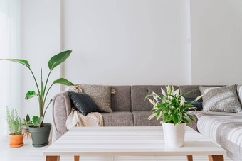 现代极简主义光基斯房间室内白色墙白色咖啡表格灰色天鹅绒沙发上沙发绿色植物图片光填满生活房间最小的家具植物空空白复制空间