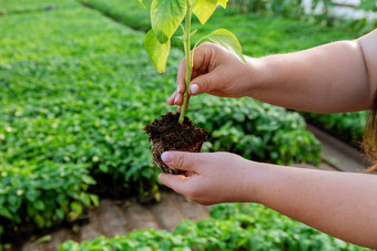 胡椒强大的树干健康的根系统