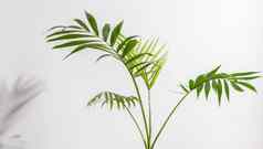 chamaedorea线虫棕榈孤立的白色背景叶子茎chamedorea白色背景