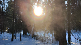 景观雪森林太阳<strong>冬天</strong>早期春天一天