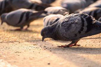 低拍摄鸽子吃粮食地面金早....光部门昌迪加尔