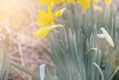 春天花黄色的那喀索斯花园