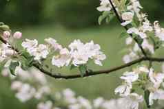 春天背景白色花苹果叶子春天开花背景
