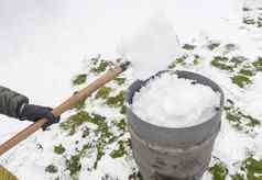 中年女人收集雪桶铲自然资源