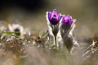 不错的紫色的花春天美丽的自然背景春天时间草地白头翁花白头翁长大的