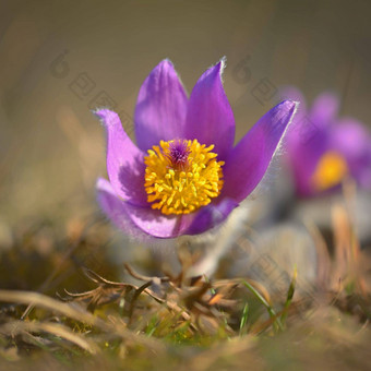 不错的紫色的花春天美丽的自然背景春天时间草地白头翁花白头翁长大的